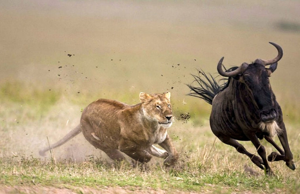 TANZANIA SAFARIS