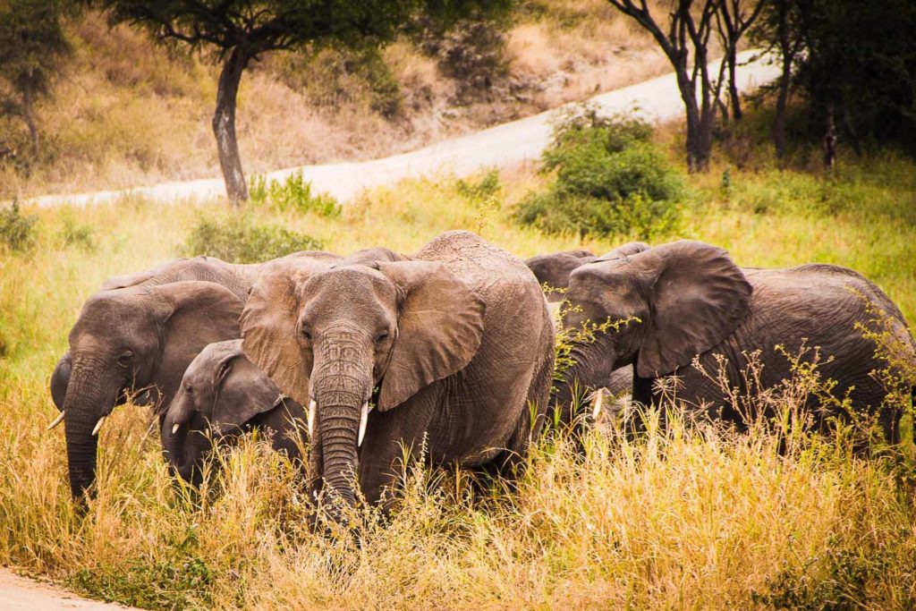 2 DAYS AFRICAN SAFARI ADVENTURE TOUR