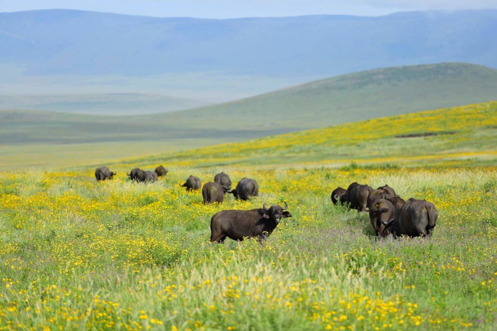 5 DAYS TANZANIA LUXURY SAFARI